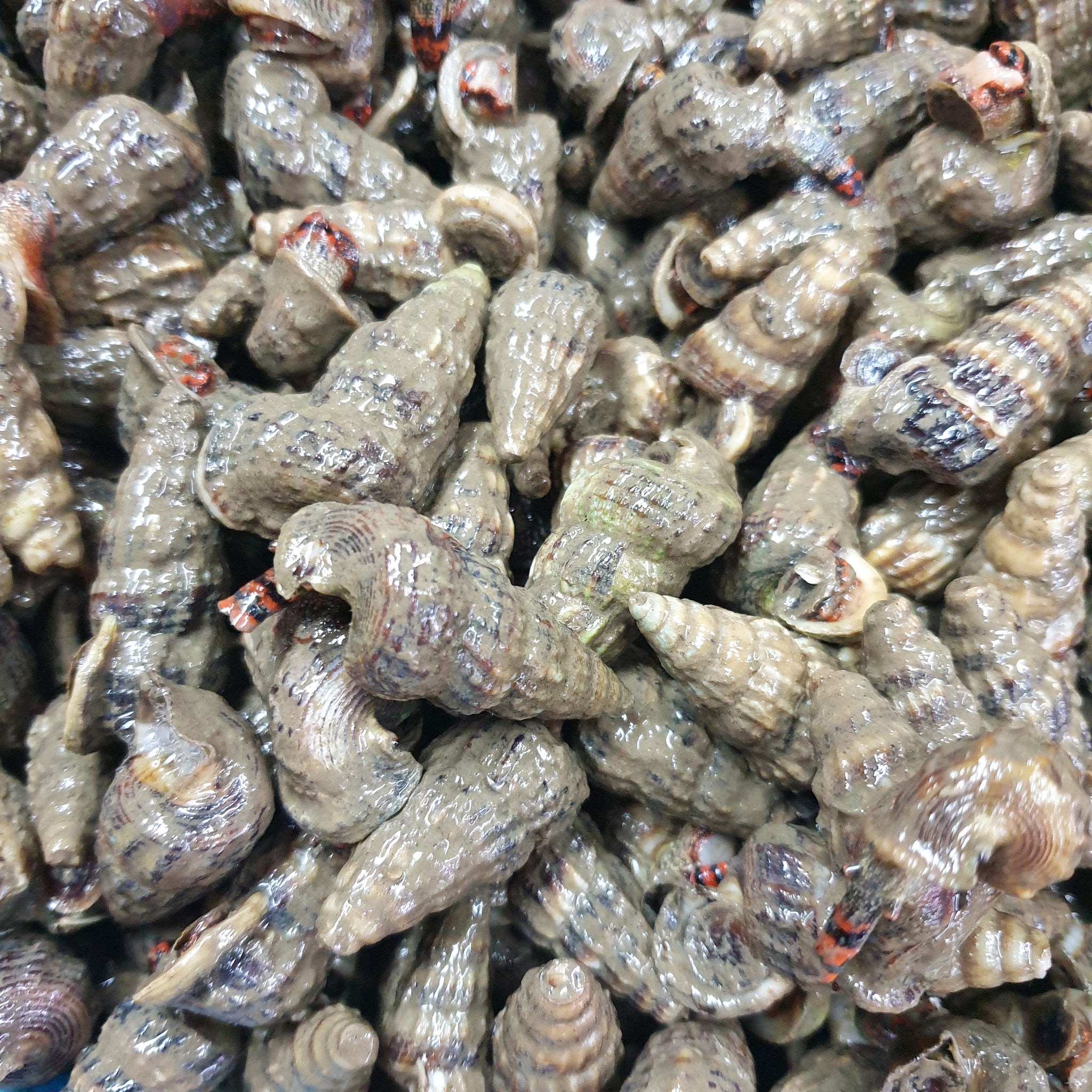 Choot Choot Siput Muddy Sea Snail (1kg)