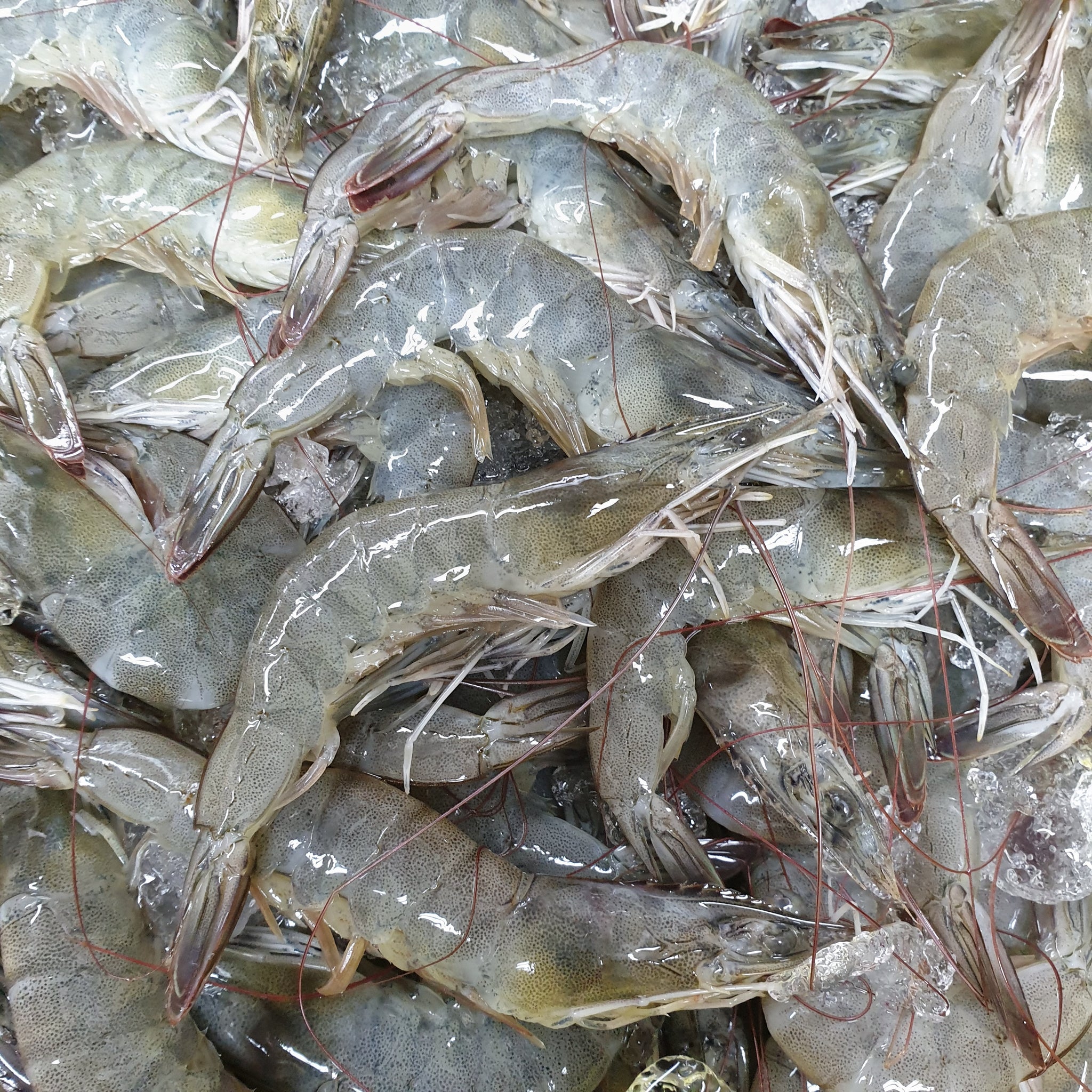 Small Grey Prawns (1kg)
