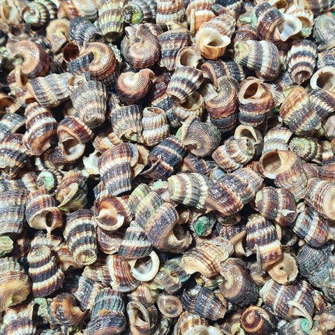 Cut Choot Choot Siput (1kg)