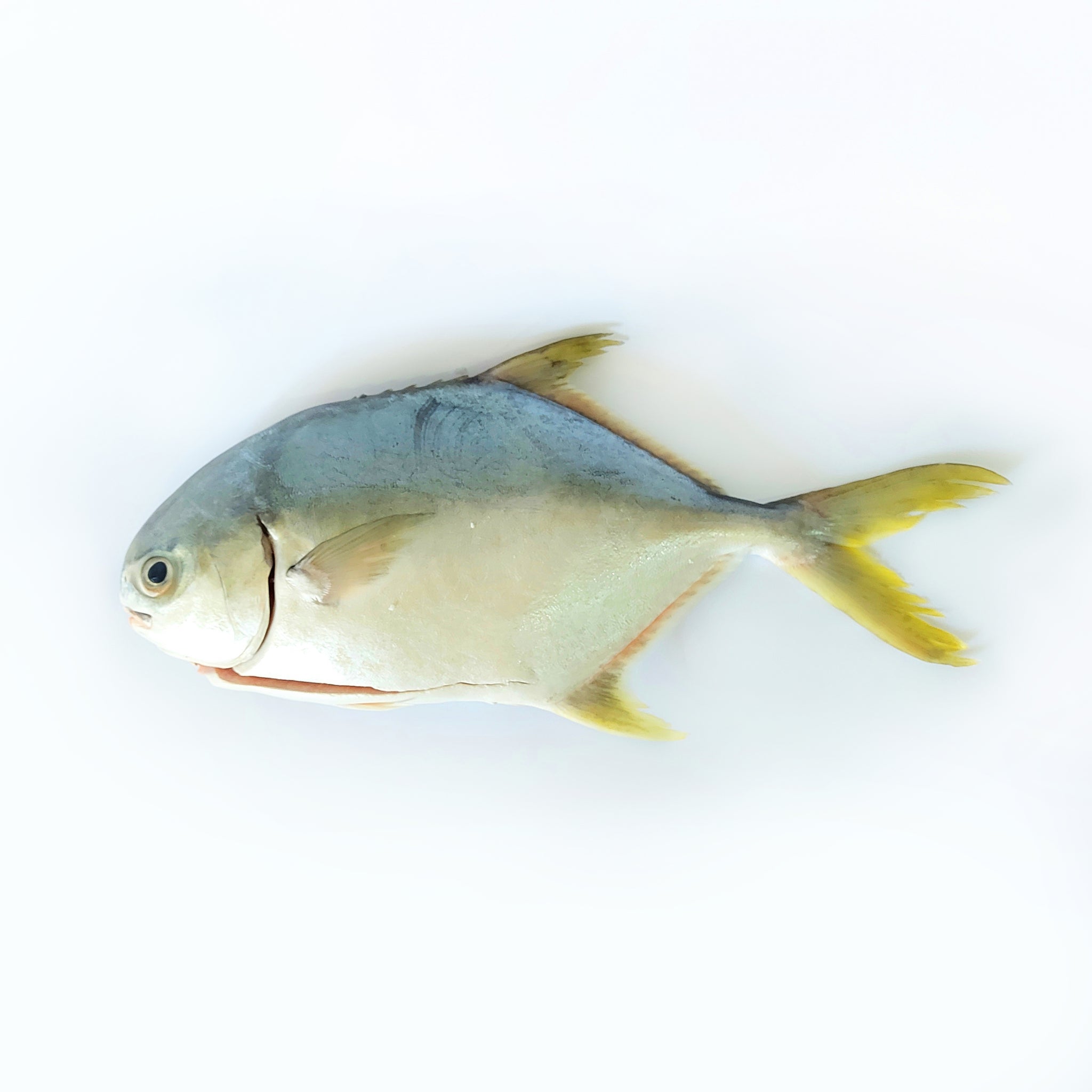 Fresh Golden Pomfret (Whole >700g)