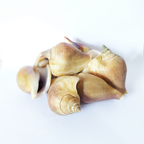Gong Gong Pearl Conch 貢貢 (1kg)
