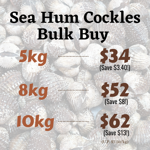 Sea Hum Cockles - Bulk Buy
