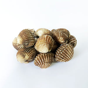 Sea Hum Cockles Kerang 蚶 (1kg)