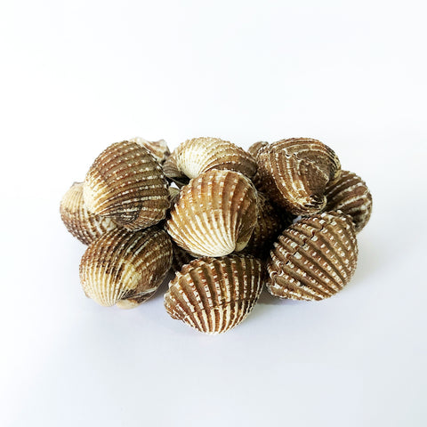 Sea Hum Cockles Kerang 蚶 (1kg)