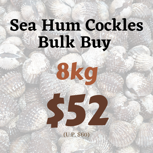 Sea Hum Cockles - Bulk Buy