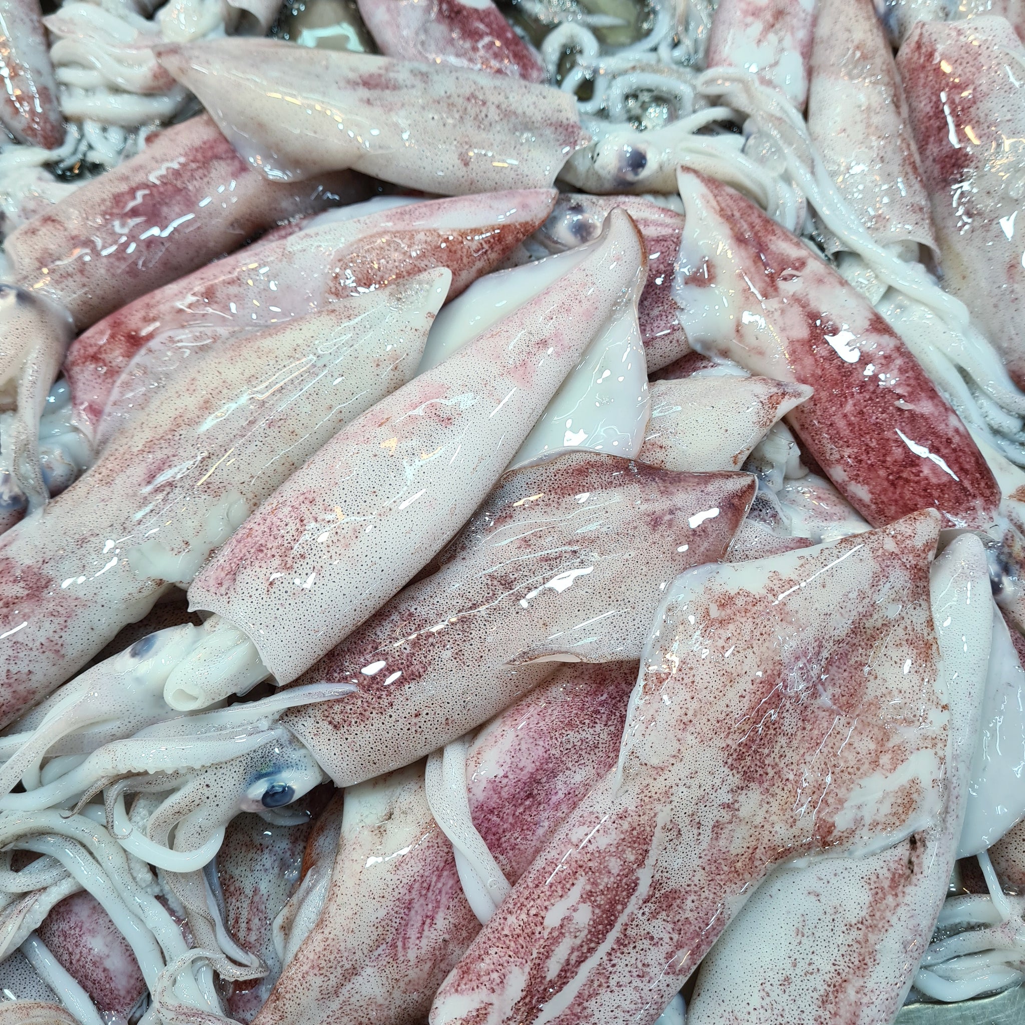 Squid (1kg)