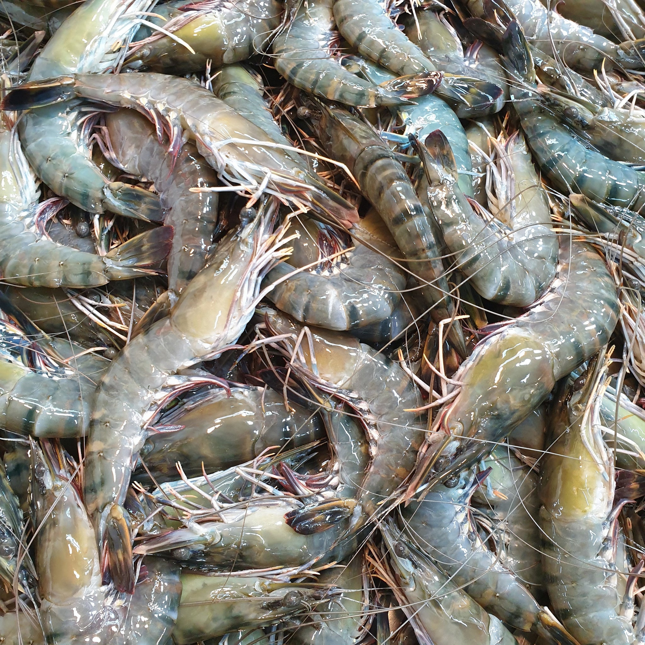 Tiger Prawns (1kg)