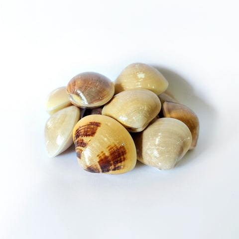 White La La Clams 啦啦 (1kg)